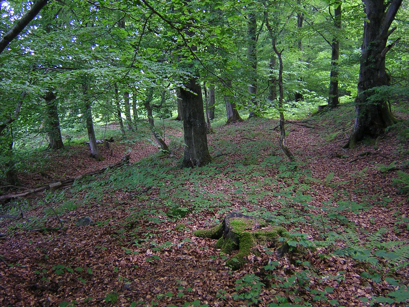 Die alte Heidenstraße