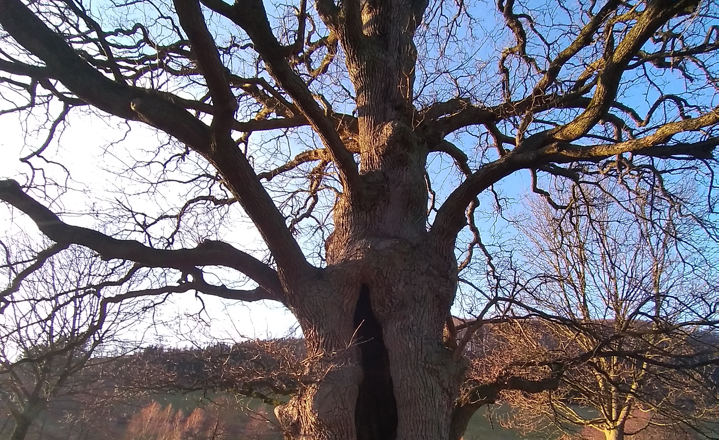 Die Antoniuseiche in Kirchilpe