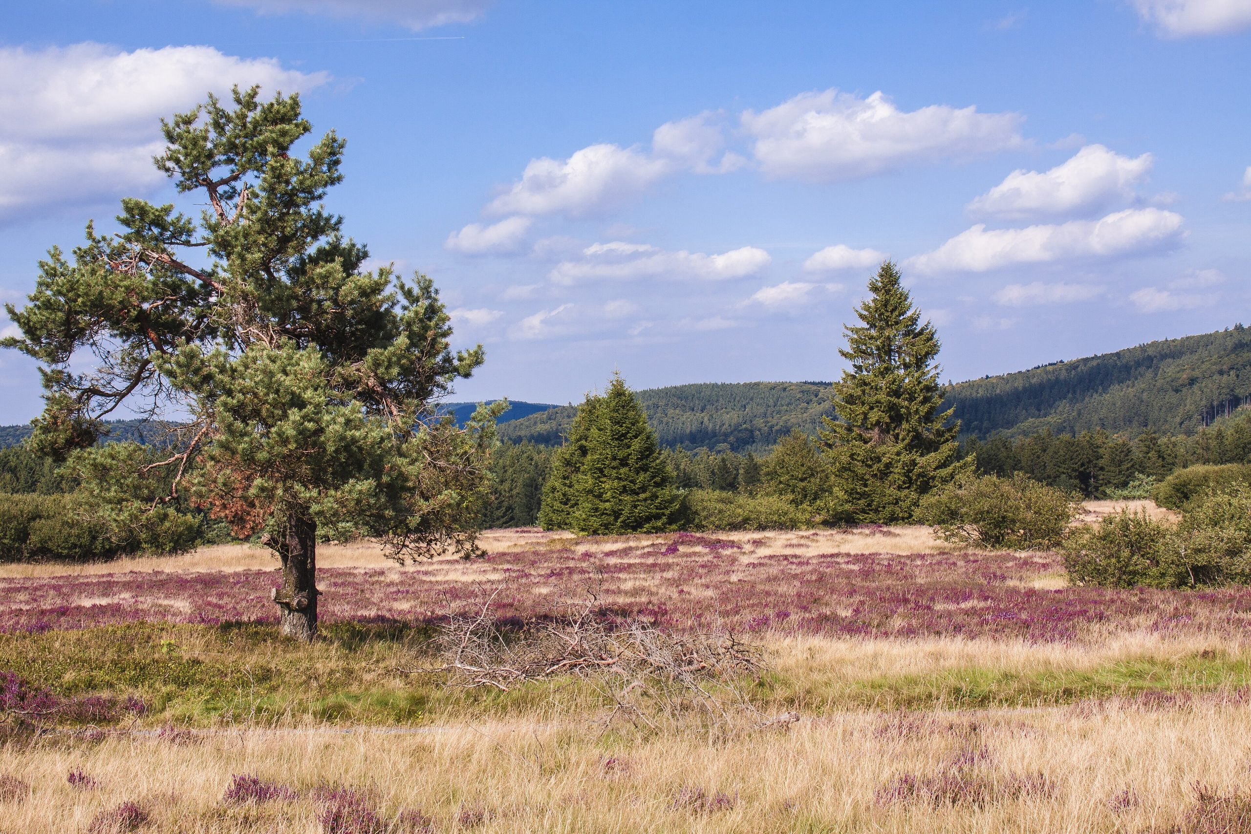 Die Häuser von Niggenhagen auf der Niedersfelder Hochheide